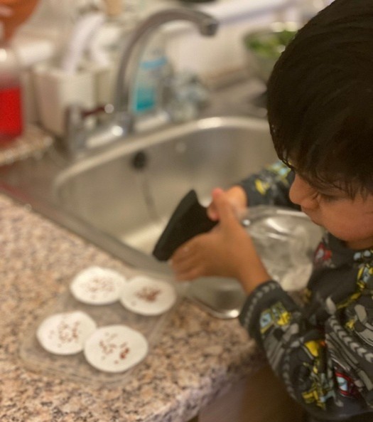Young boy watering his cress seeds (STEM)